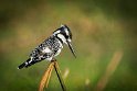 021 Botswana, Chobe NP, bonte ijsvogel